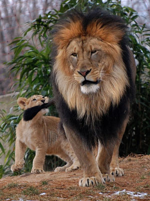 Leoa briga leão 2 (Foto: Jennifer Lockridge / Caters)