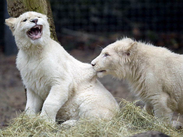 leões (Foto: Jerry Lampen/ Reuters)