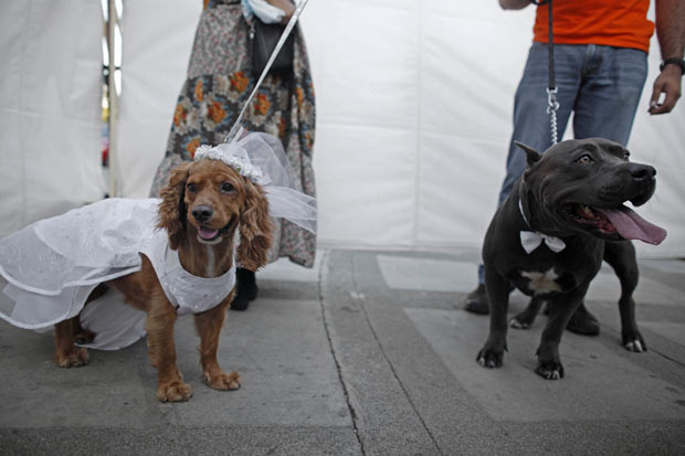 Uma fundação de proteção de animais em Manágua, na Nicarágua, promoveu no domingo (13), véspera do Dia dos Namorados, um casamento entre a cadela 'Blondie' e o cão 'Katar'. (Foto: Esteban Felix/AP)