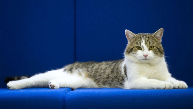 Larry, o novo gato de Downing Street, é clicado nesta terça-feira (15) antes de ir para seu novo lar. Ele vai morar na residência oficial do premiê britânico, retomando a tradição de gatos da casa. A decisão de 'contratar' Larry foi tomada depois que um r (Foto: AFP)