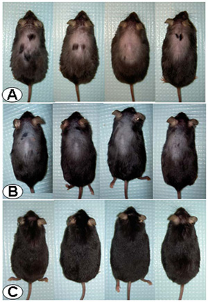 Evolução da calvície nos camundongos submetidos ao tratamento (Foto: UCLA/VA)