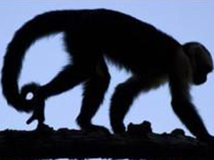Macaco urina 1 (Foto: 3 CAM / via BBC)