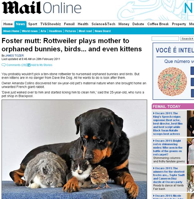Cão chamado 'Dave' tem ajudado animais órfãos. (Foto: Reprodução/Daily Mail)