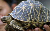 Tartarugas são salvas de fogo nas Filipinas (Noel Celis/ AFP)