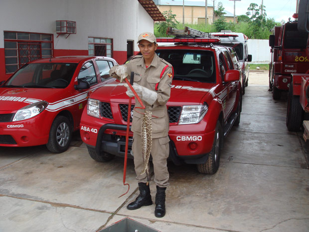 Cobra é encontrada em motos de veículo em Goiás (Foto: Divulgação/Corpo de Bombeiros de Goiás)
