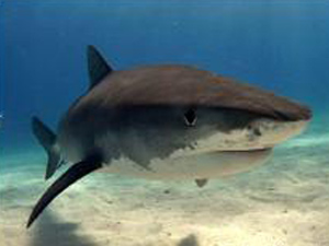 Tubarão cientistas 1 (Foto: Albert Kok / via BBC)