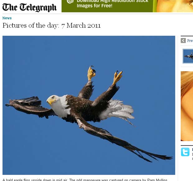 Águia foi flagrada de cabeça para baixo em pleno voo. (Foto: Reprodução/Daily Telegraph)