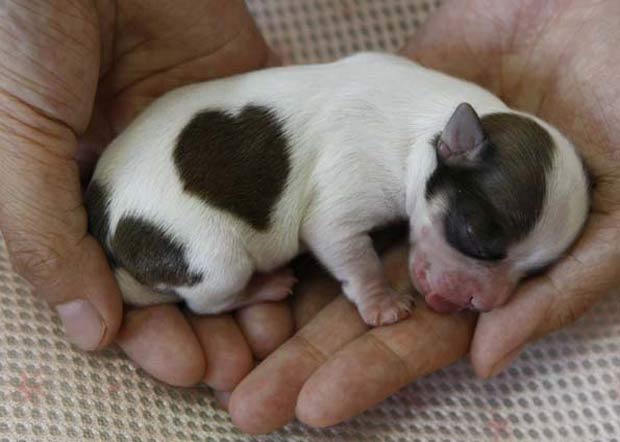 Cão da raça Chihuahua nasceu em agosto de 2009 com uma mancha em forma de coração, no Japão.  (Foto: Toru Hanai/Reuters)