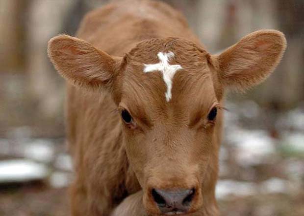 Um bezerro nasceu em dezembro de 2009 em uma fazenda de Rhode Island, nos EUA, com a marca de uma cruz branca na cabeça. (Foto: AP)
