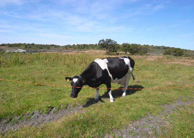 Uma vaca virou atração na Noruega por ter uma mancha de coração na testa.  (Foto: Reprodução)