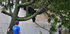 Vaca acaba em árvore após enxurrada (Nauro Júnior/Zero Hora/Agência RBS)