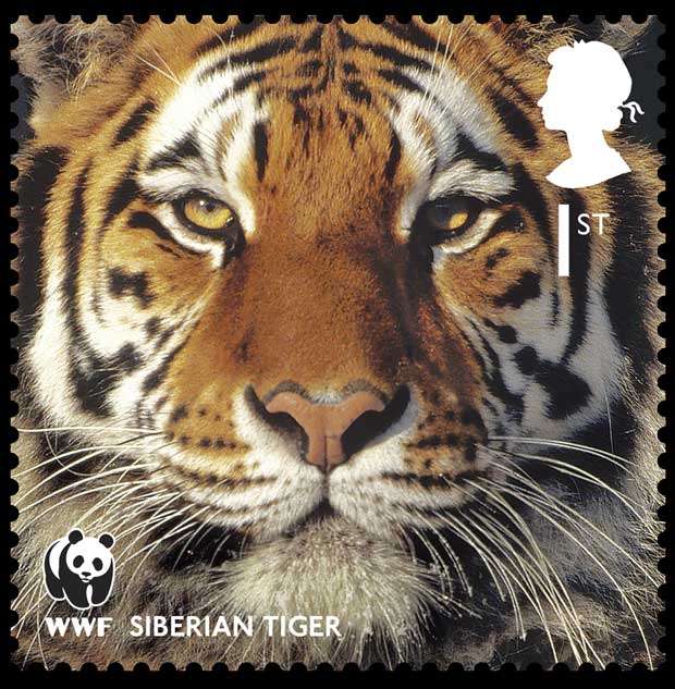 WWF 11 (Foto: WWF / Divulgação)