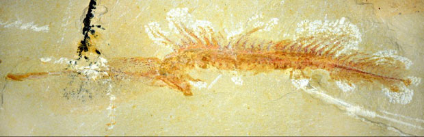 Fóssil do animal marinho apresentado (Foto: Professor Derek Siveter/Oxford University)