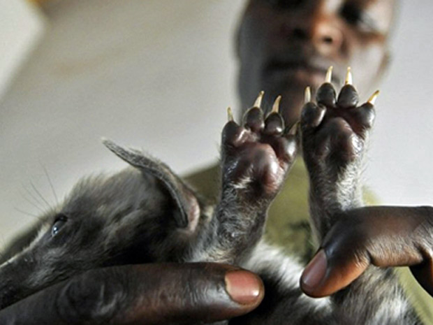 hiena (Foto: Tony Karumba/ AFP)