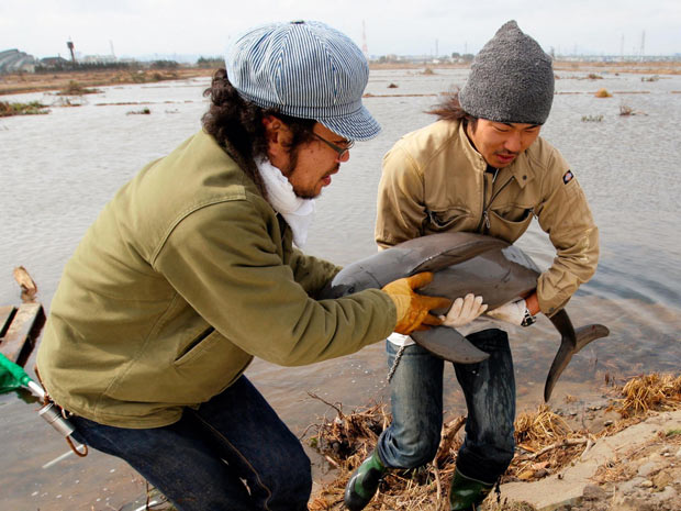 O japonês Ryo Taira (direita) retira um golfinho achado em uma plantação de arroz alagada, após o tsunami de 11 de março no Japão, na cidade de Sendai; o rapaz contou que entrou na plantação encharcada para retirar o animal, com 1,2 metro, após várias tentativas de capturá-lo com uma rede. O campo inundado ainda seria semeado. (Foto: Asahi Shimbun / Reuters)