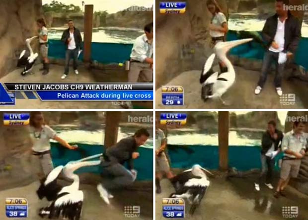 Em fevereiro de 2010, o apresentador de TV Steve Jacobs foi atacado por um pelicano enquanto comentava a previsão do tempo no zoológico de Taronga, em Sydney (Austrália). (Foto: Reprodução)