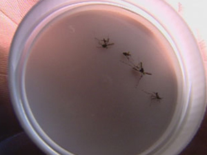 * Secretaria confirma caso de dengue tipo 4 em São Paulo.