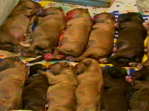 Os dezoito filhotes ficaram em uma encubadora, apenas um morreu (Foto: Reprodução EPTV)