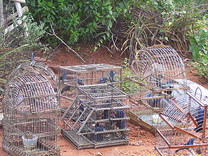 Pássaros apreendidos na Bahia (Foto: Divulgação/ Bahia)