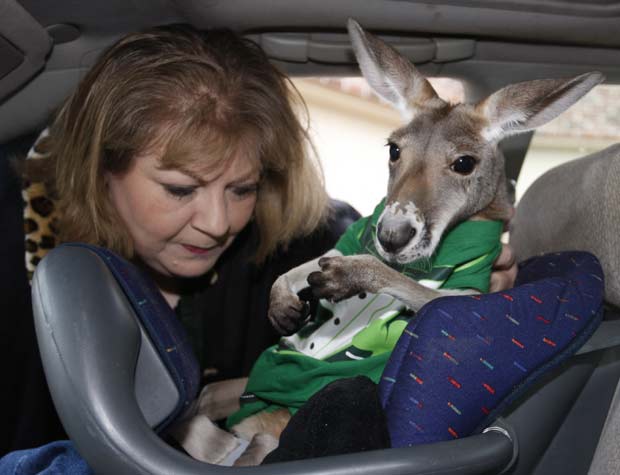 Mulher usa bebê conforto para levar 'Irwin' no carro. (Foto: Sue Ogrocki/AP)