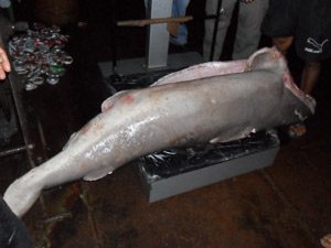 Tubarões pescados ilegalmente foram apreendidos no Pará (Foto: Divulgação/Ibama-PA)