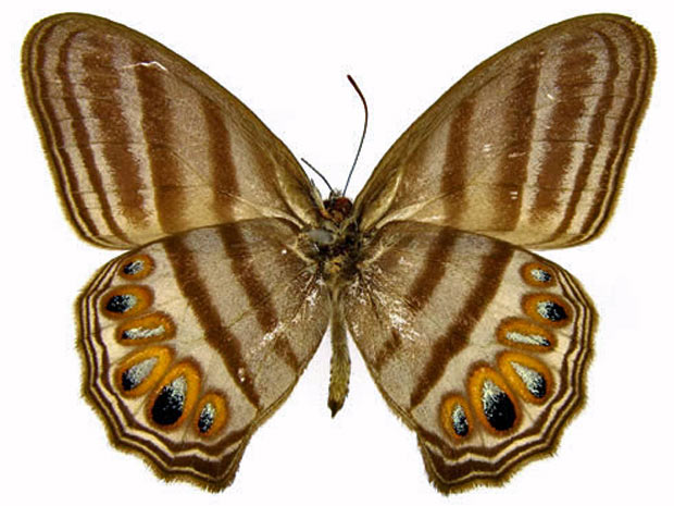 borboleta (Foto: Reprodução)