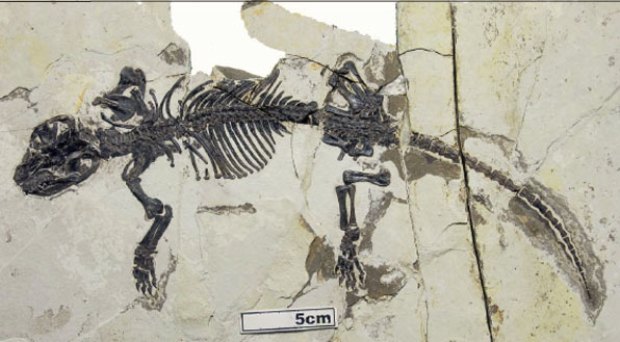 Esqueleto preservado do animal  (Foto: Divulgação/Nature)