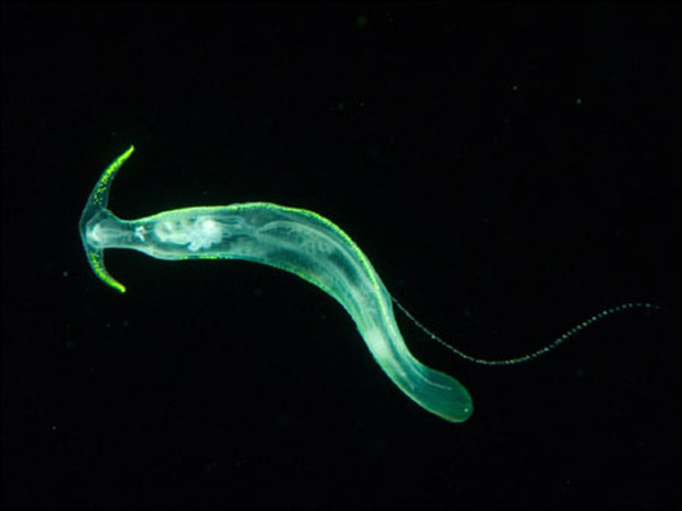 A lesma-do-mar mede cerca de 3 centímetros (Foto: Joshua Lambus / Solent)
