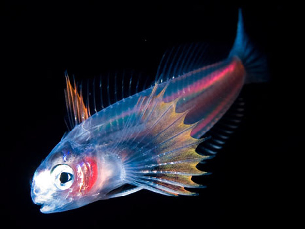 Este pequeno peixe pertence à família 'Blenniidae' (Foto: Joshua Lambus / Solent)