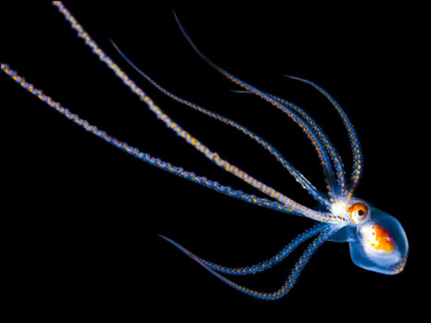 A imagem mostra um polvo brilhante de tentáculos compridos (Foto: Joshua Lambus / Solent)