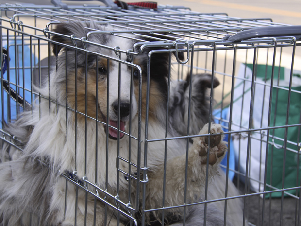 Cães que haviam sido abandonados em Minami Soma, na área de exclusão em torno da usina, são vistos após serem resgatados por entidade protetora (Foto: AP)