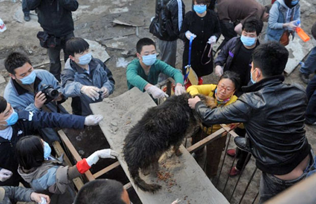 Os 500 cachorros seriam abatidos e vendidos como carne  (Foto: AFP)