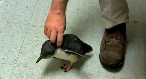 Pinguim Cookie (Foto: Reprodução)