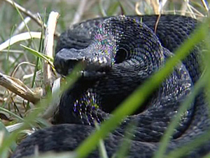 Espécie é a única cobra venenosa nativa da Grã-Bretanha (Foto: BBC)
