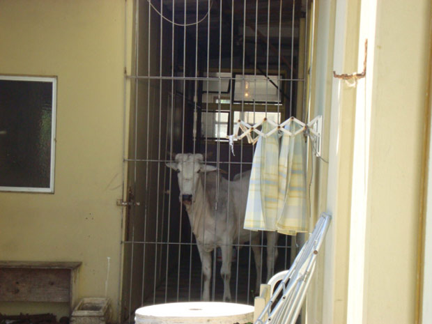 Animal foi trancado antes de conseguir entrar no restaurante de hotel em Florianópolis (Foto: Divulgação/Hotel Lexus Internacional)