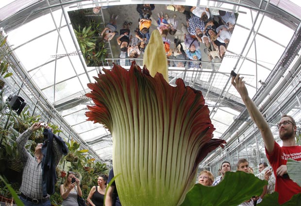 Centenas de pessoas visitaram o jardim botânico para ver uma flor-cadáver florescer. (Foto: Christian Hartmann/Reuters)