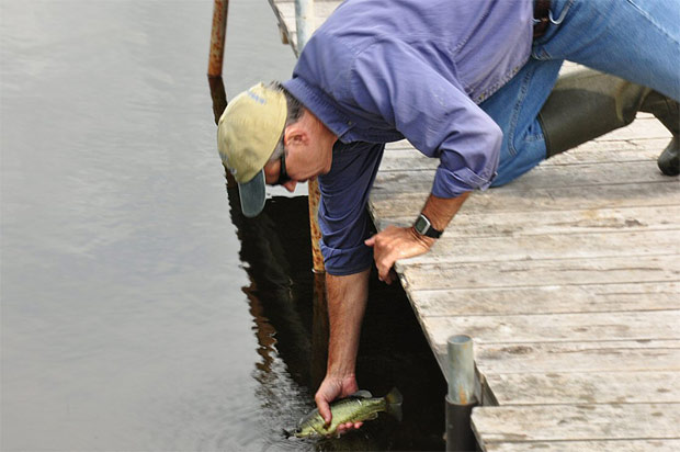 Mike Pace, cientista do Instituto Cary, solta peixe predador no lago para ver como ele interfere no novo ambiente. (Foto: Divulgação)