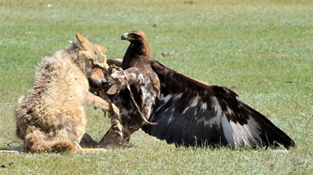 Águia e lobo durante luta (Foto: Vyacheslav Oseledko/AFP)
