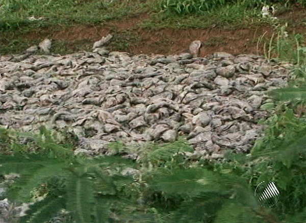 Peixes mortos no rio Jacuípe (Foto: Reprodução/TV Bahia)