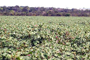 Plantação de algodão em Mato Grosso (Foto: Ednilson Aguiar/Secom-MT)