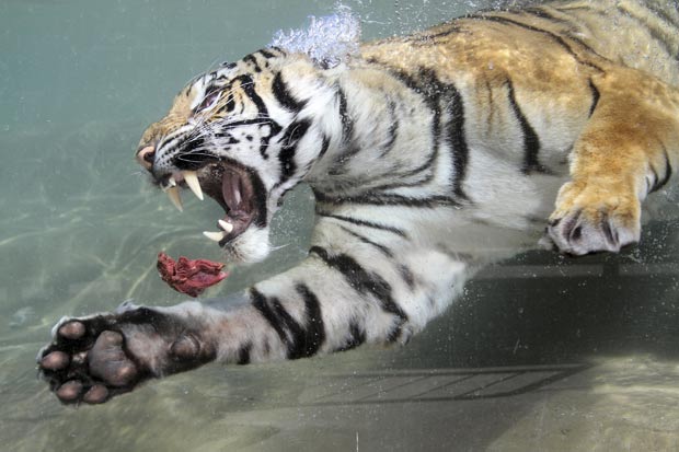 A tigresa chamada ‘Akasha’, de dois anos sde idade, foi fotografada na quinta-feira (5) mergulhando em sua piscina em parque em Vallejo, no estado da Califórnia (EUA), de olho em um pedaço de carne. Diferente da maioria dos felinos, os tigres gostam de ág (Foto: Nancy Chan/Six Flags Discovery Kingdom/AP)