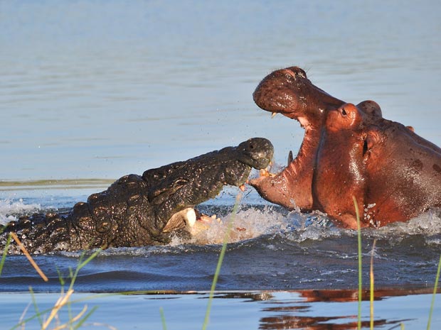 Hipopótamo crocodilo 1 (Foto: Arnaud Germain / Caters / via BBC)