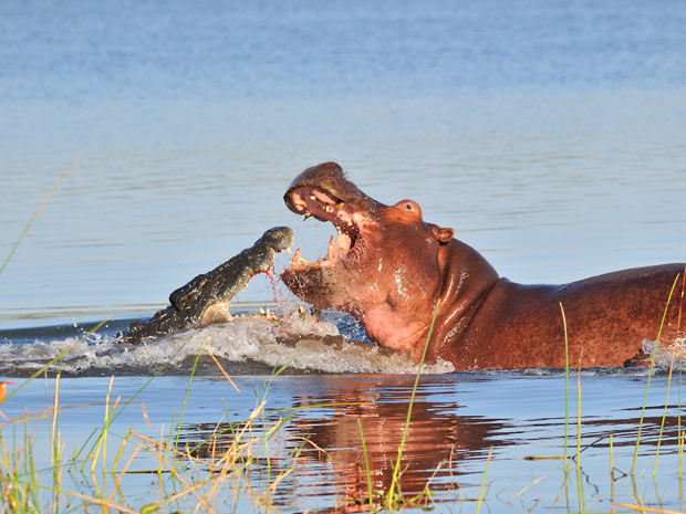 Hipopótamo crocodilo 2 (Foto: Arnaud Germain / Caters / via BBC)