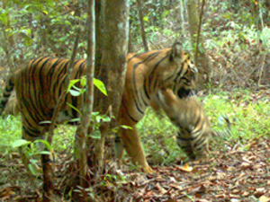 Tigre Sumatra 1 (Foto: Reuters / BBC)