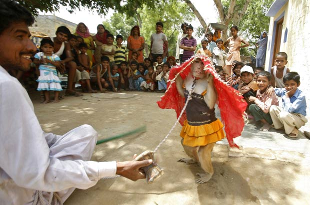 Uma macaca dançarina é atração na vila de Parsaul, no distrito de Gautam Buddha Nagar, no estado indiano de Uttar Pradesh. O animal fica dançando na tentativa de conseguir alguma moeda para seu treinador. (Foto: Parivartan Sharma/Reuters)
