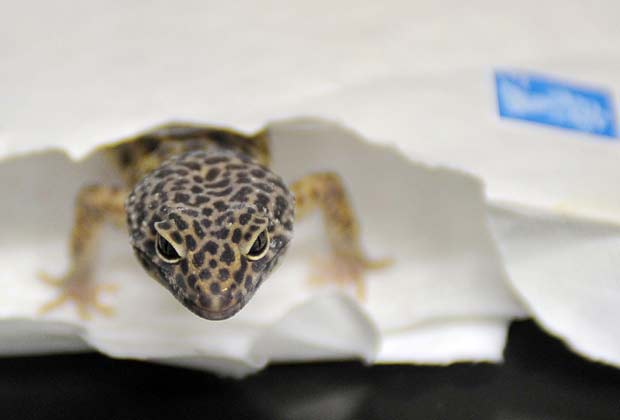 Lagartixa-leopardo ficou dois dias dentro do pacote. (Foto: Ian Nicholson/PA/AP)