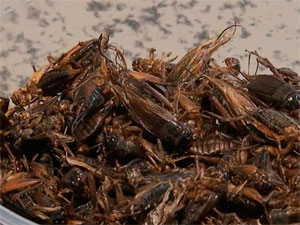 Biólogo baiano estimula inclusão de insetos na dieta humana (Foto: Reprodução/TV Bahia)