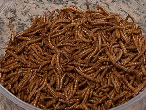 Biólogo estimula inclusão de insetos na dieta humana (Foto: Reprodução/TV Bahia)
