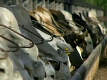 Estado de MT vai aumentar área de confinamento de gado (Foto: Reprodução/TV Globo)
