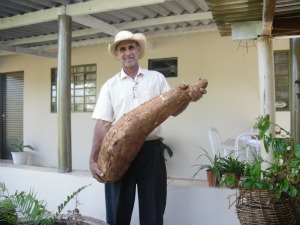 Mandioca gigante de 24 quilos colhida em Glória de Dourados - Mato Grosso do Sul (Foto: Roselene Rosa dos Santos)